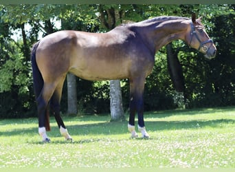 Hanoverian, Mare, 7 years, 18.1 hh, Brown