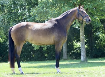 Hanoverian, Mare, 7 years, 18.1 hh, Brown