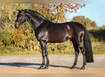 Hanoverian, Mare, 7 years, 18.1 hh, Brown