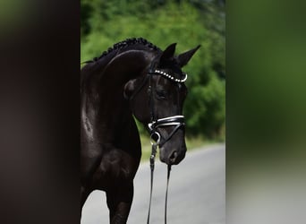 Hanoverian, Mare, 7 years, Black