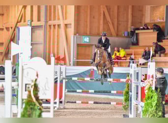 Hanoverian, Mare, 7 years, Brown