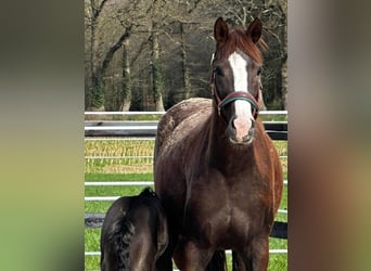Hanoverian, Mare, 7 years, Chestnut