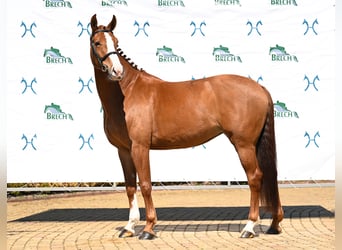 Hanoverian, Mare, 7 years, Chestnut-Red