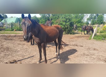 Hanoverian, Mare, 8 years, 15.1 hh, Black
