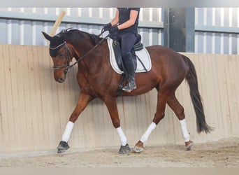 Hanoverian, Mare, 8 years, 15.3 hh, Chestnut