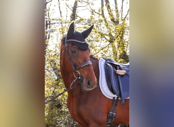 Hanoverian, Mare, 8 years, 15.3 hh, Chestnut