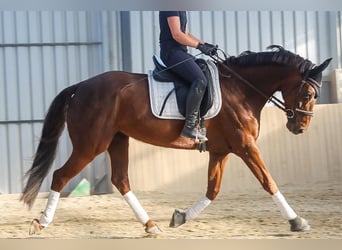 Hanoverian, Mare, 8 years, 15.3 hh, Chestnut
