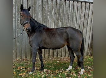 Hanoverian, Mare, 8 years, 15,2 hh, Smoky-Black