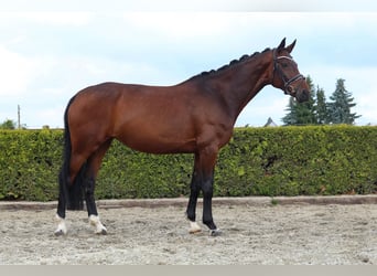 Hanoverian, Mare, 8 years, 16.1 hh, Bay-Dark