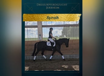 Hanoverian, Mare, 8 years, 16.1 hh, Black