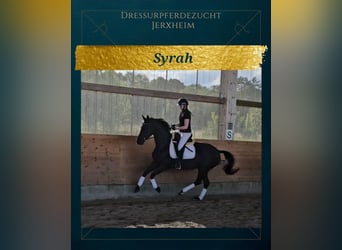 Hanoverian, Mare, 8 years, 16.1 hh, Black