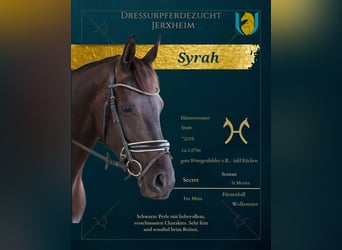 Hanoverian, Mare, 8 years, 16.1 hh, Black