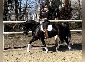 Hanoverian, Mare, 8 years, 16,1 hh, Black