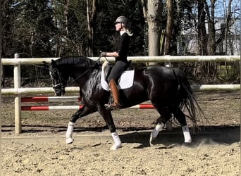 Hanoverian, Mare, 8 years, 16,1 hh, Black