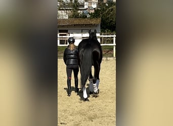 Hanoverian, Mare, 8 years, 16,1 hh, Black