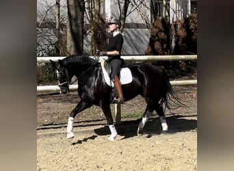 Hanoverian, Mare, 8 years, 16,1 hh, Black