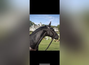 Hanoverian, Mare, 8 years, 16.1 hh, Black