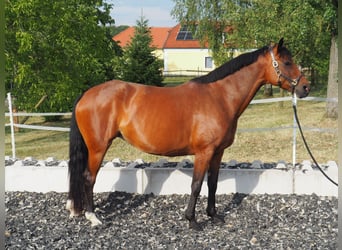 Hanoverian, Mare, 8 years, 16.1 hh, Brown