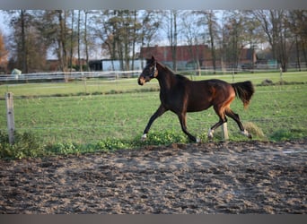 Hanoverian, Mare, 8 years, 16.1 hh, Brown