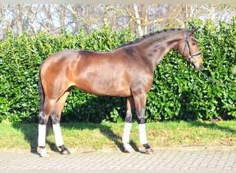 Hanoverian, Mare, 8 years, 16.1 hh, Brown