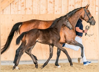 Hanoverian, Mare, 8 years, 16,1 hh, Brown