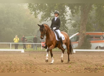 Hanoverian, Mare, 8 years, 16.1 hh, Brown