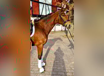 Hanoverian, Mare, 8 years, 16.1 hh, Brown