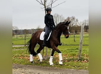 Hanoverian, Mare, 8 years, 16.1 hh, Brown