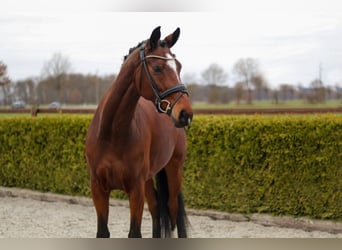 Hanoverian, Mare, 8 years, 16.1 hh, Brown