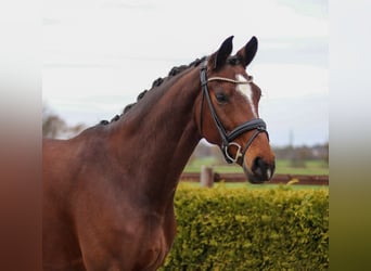 Hanoverian, Mare, 8 years, 16.1 hh, Brown
