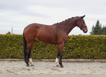 Hanoverian, Mare, 8 years, 16.1 hh, Brown