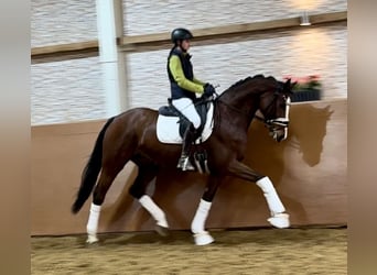 Hanoverian, Mare, 8 years, 16.1 hh, Brown