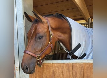 Hanoverian, Mare, 8 years, 16.1 hh, Brown