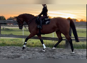 Hanoverian, Mare, 8 years, 16.1 hh, Brown