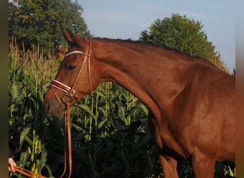 Hanoverian, Mare, 8 years, 16.1 hh, Brown