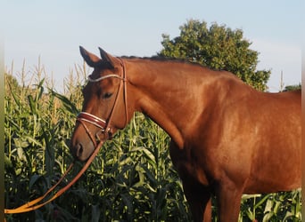 Hanoverian, Mare, 8 years, 16.1 hh, Brown