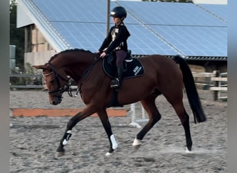 Hanoverian, Mare, 8 years, 16.1 hh, Brown