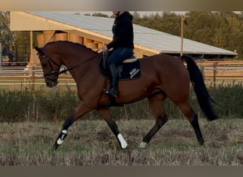 Hanoverian, Mare, 8 years, 16.1 hh, Brown