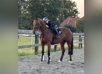 Hanoverian, Mare, 8 years, 16.1 hh, Brown