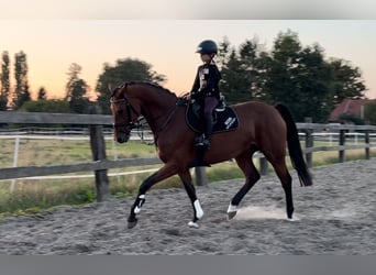 Hanoverian, Mare, 8 years, 16.1 hh, Brown