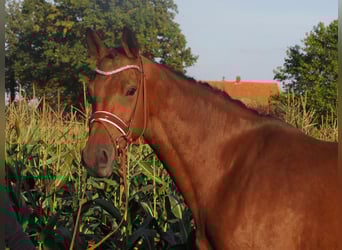 Hanoverian, Mare, 8 years, 16.1 hh, Brown