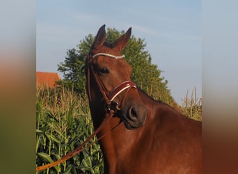 Hanoverian, Mare, 8 years, 16.1 hh, Brown
