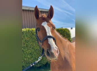Hanoverian, Mare, 8 years, 16.1 hh, Chestnut