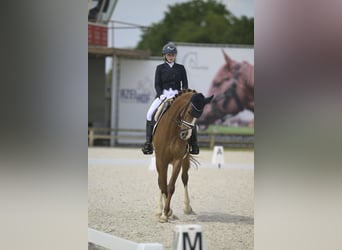 Hanoverian, Mare, 8 years, 16.1 hh, Chestnut