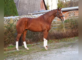 Hanoverian, Mare, 8 years, 16.1 hh, Chestnut