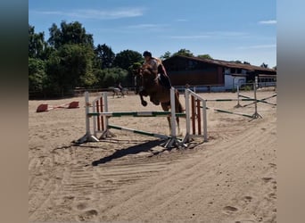 Hanoverian, Mare, 8 years, 16.1 hh, Chestnut
