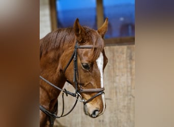 Hanoverian, Mare, 8 years, 16.1 hh, Chestnut