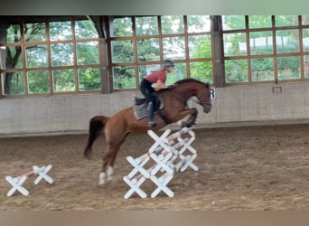 Hanoverian, Mare, 8 years, 16.1 hh, Chestnut