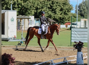 Hanoverian, Mare, 8 years, 16.1 hh, Chestnut