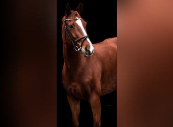 Hanoverian, Mare, 8 years, 16.1 hh, Chestnut